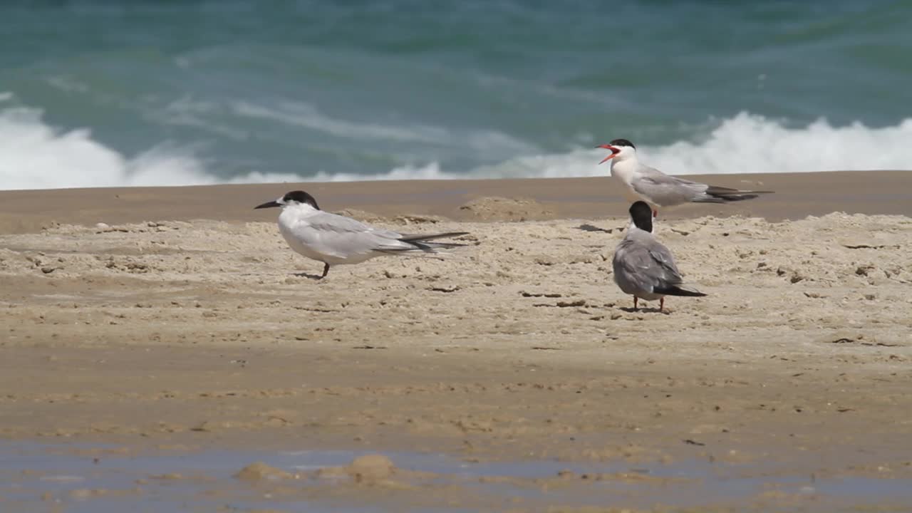 常用名词(Sterna hirundo)视频素材