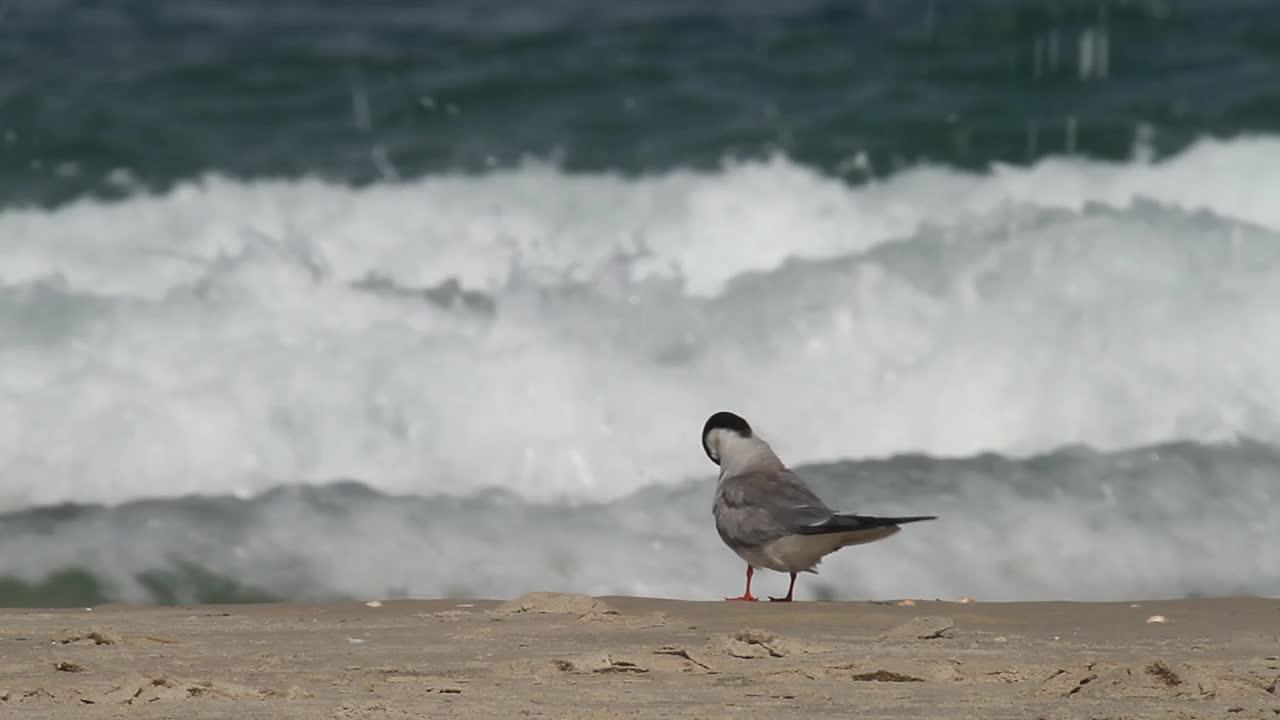 常用名词(Sterna hirundo)视频素材