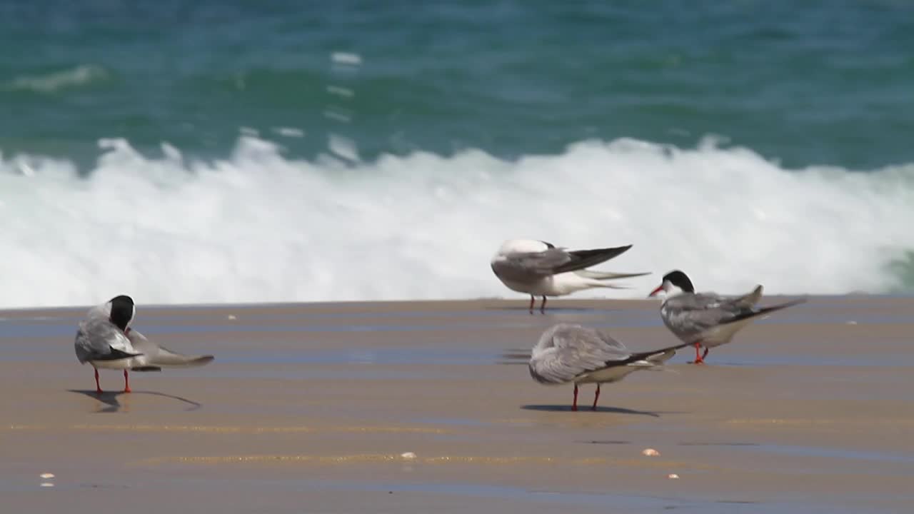 常用名词(Sterna hirundo)视频素材