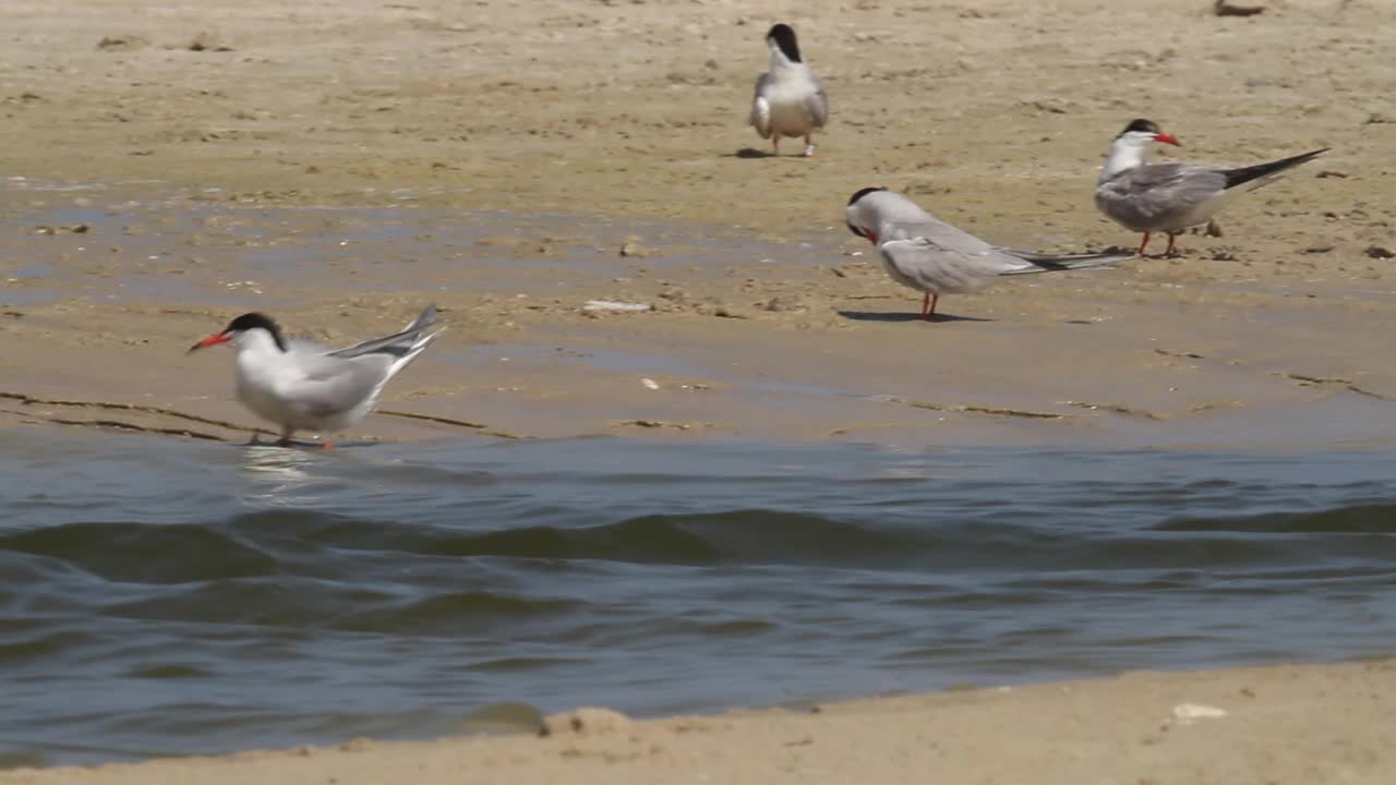 常用名词(Sterna hirundo)视频素材