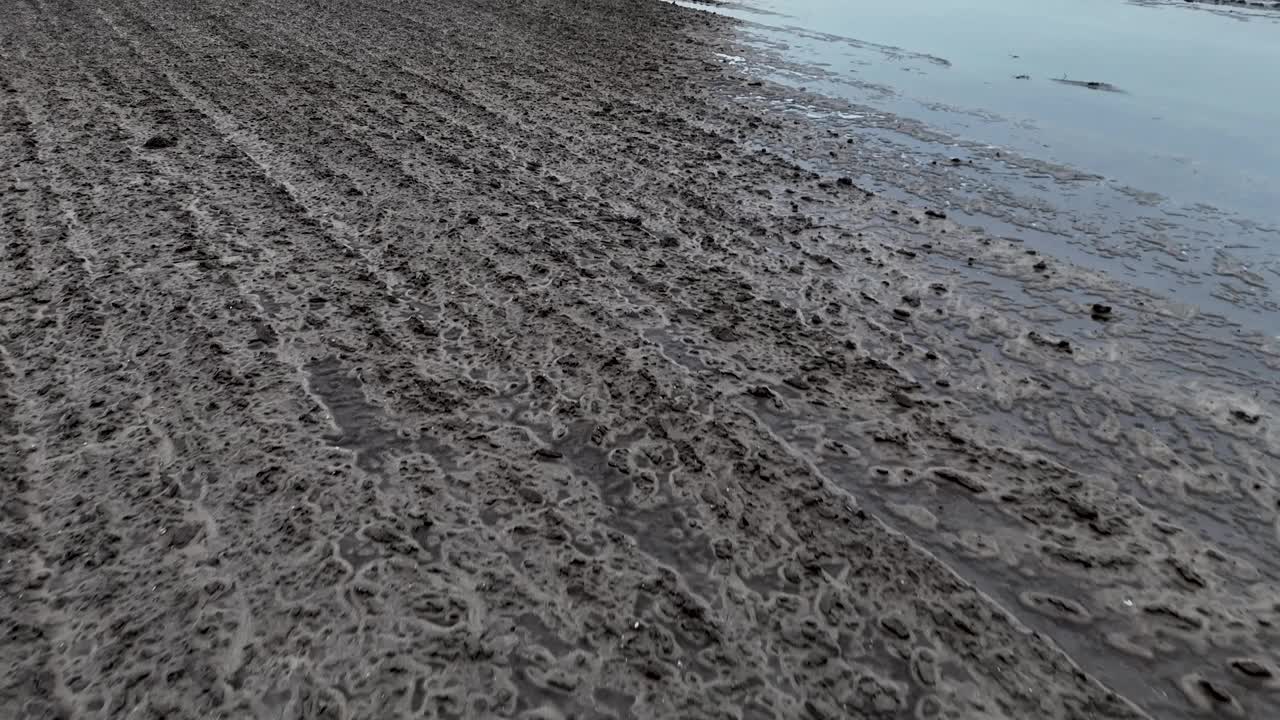 秋水淹了冬小麦的耕地。农田里有雨水视频素材