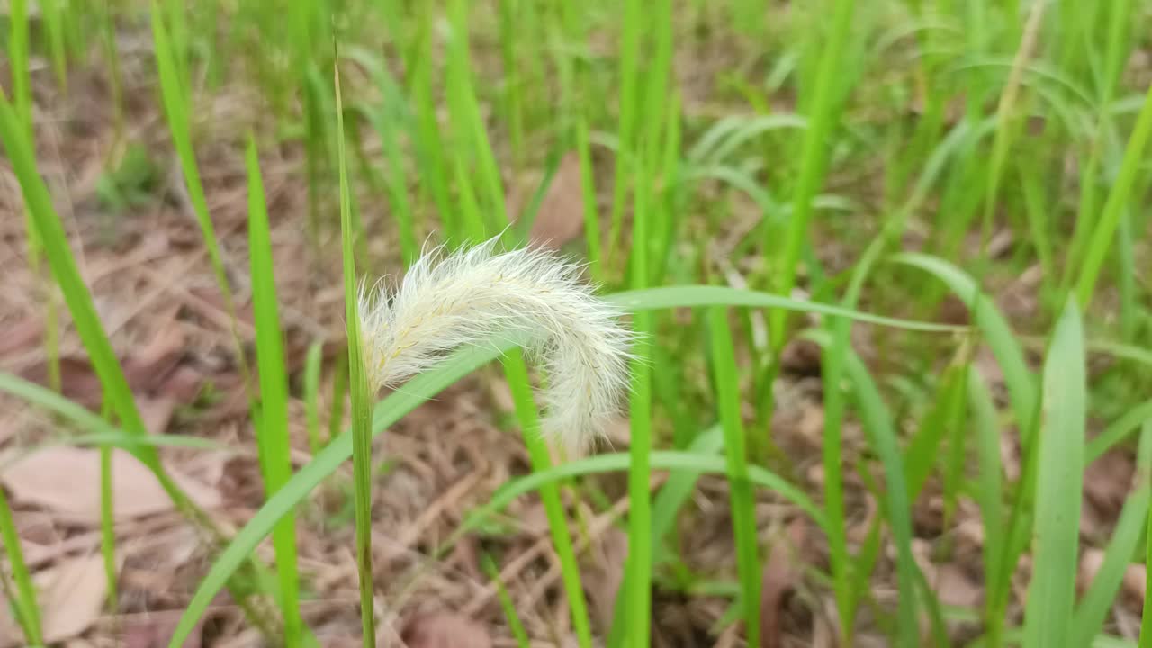 杂草、草、花的特写。视频素材