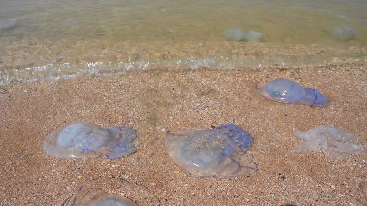 一名游客在海滩上的死水母之间行走的特写。海岸上有许多水母。视频下载