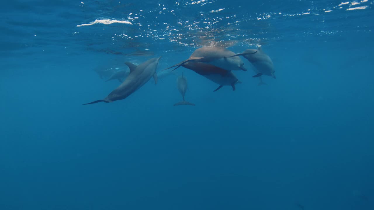 海豚群在蓝色的海洋中水下游泳。野生海豚家族视频素材