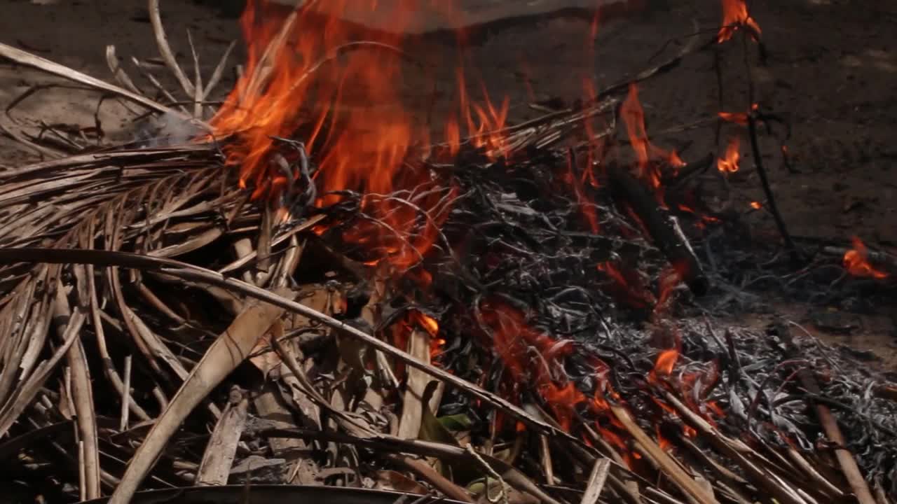 干燥的树叶和树枝在高温下燃烧视频素材