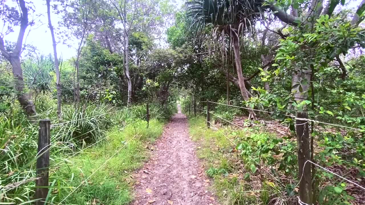 通往海滩的绿树成荫的步行道视频下载