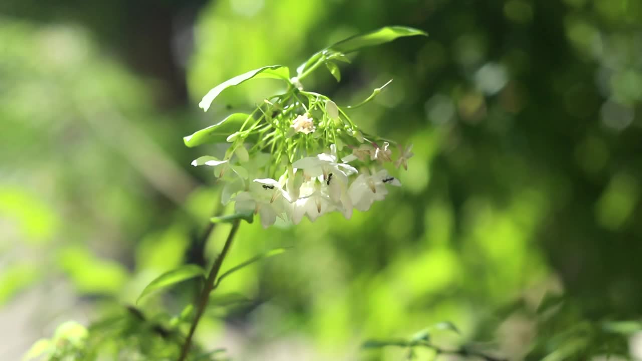 黑蚂蚁爬上水茉莉花或野水梅花的花束在风中，自然的背景视频素材