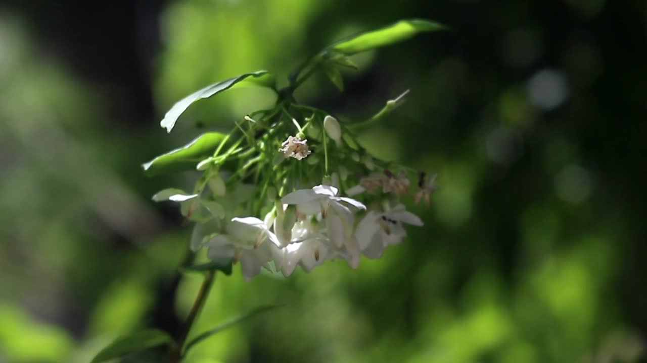 黑蚂蚁爬上水茉莉花或野水梅花的花束在风中，自然的背景视频素材