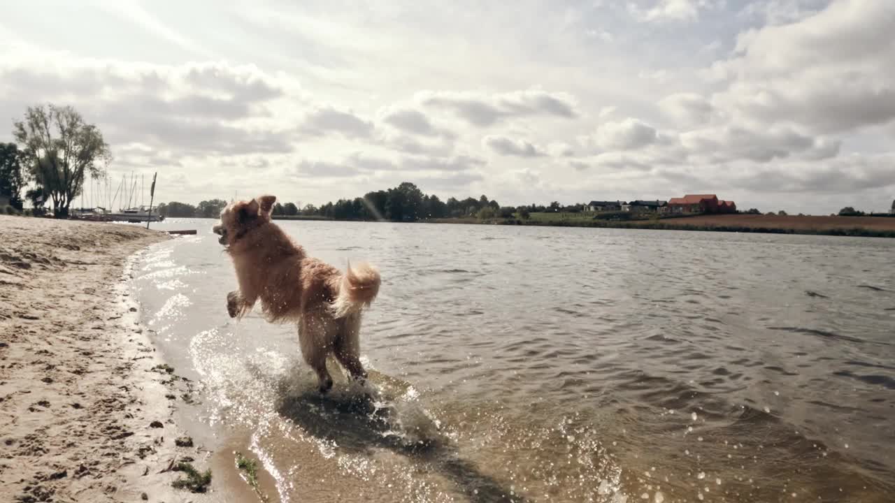 年轻的金毛猎犬在沙滩岸边奔跑视频素材