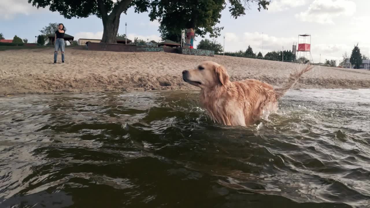 可爱的金毛猎犬在水中跳跃视频素材