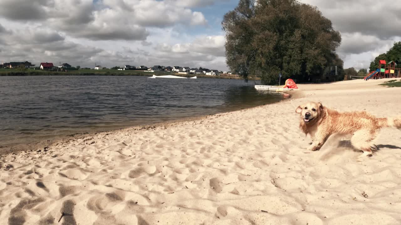 年轻的金毛猎犬在沙滩上奔跑和玩耍视频素材