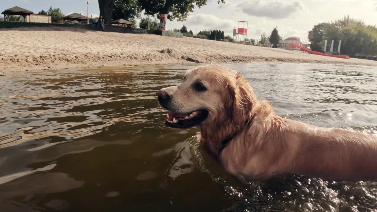 金毛猎犬在沙滩上玩耍，在水里游泳视频素材