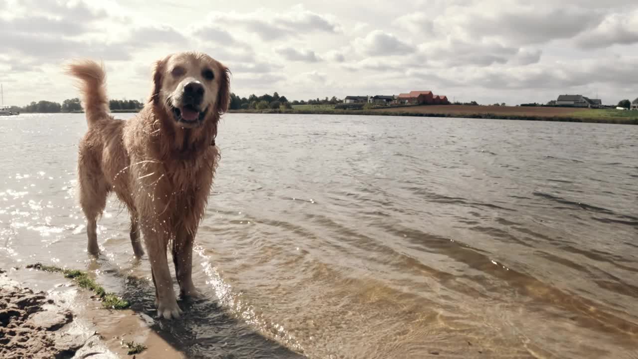 美丽的年轻金毛猎犬在水里玩耍视频素材