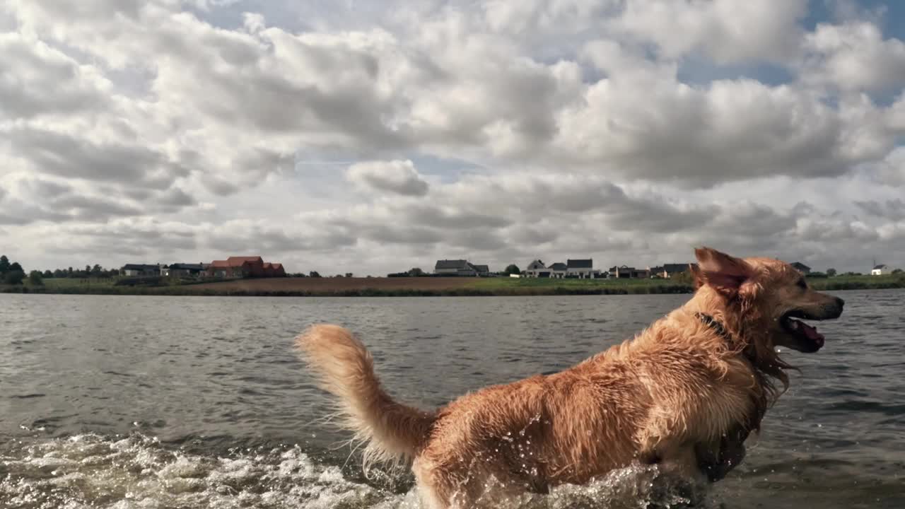 顽皮的年轻金毛猎犬在水里奔跑视频素材