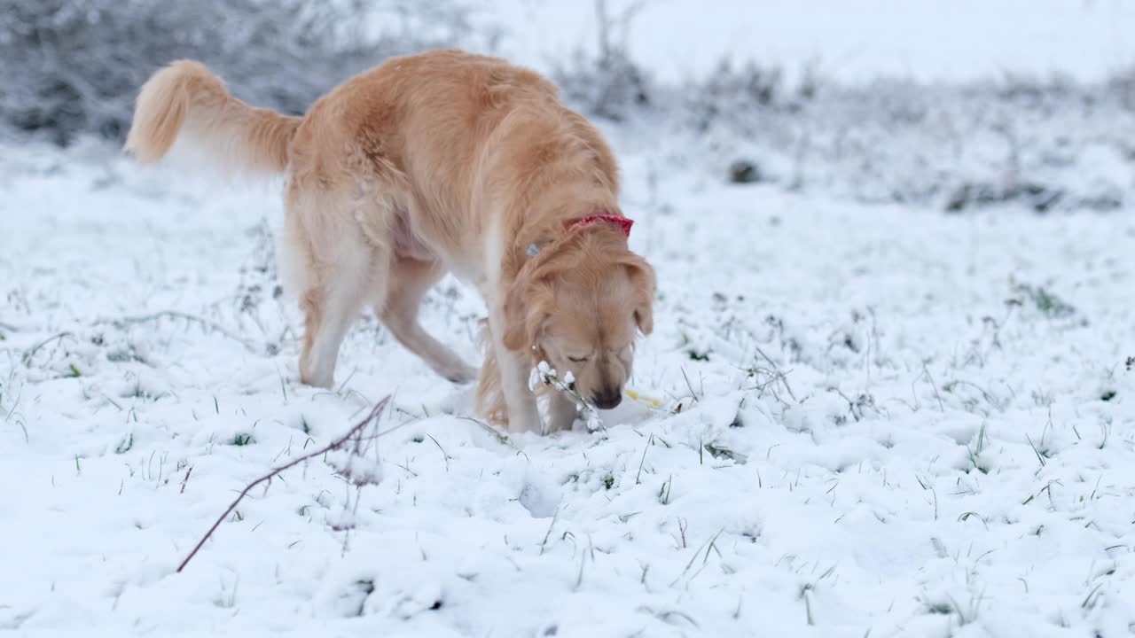 狗在雪地里撒尿视频素材