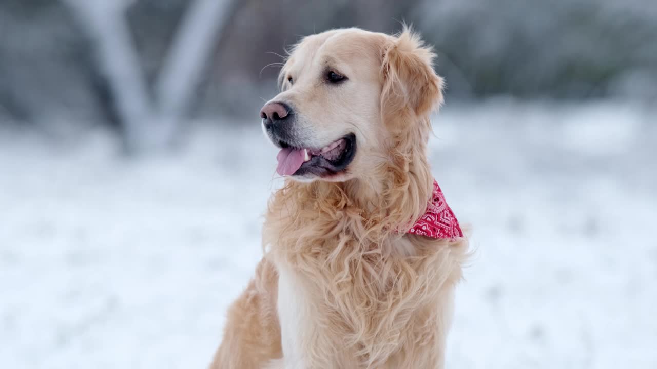 可爱的年轻金毛猎犬在冬天的肖像视频素材