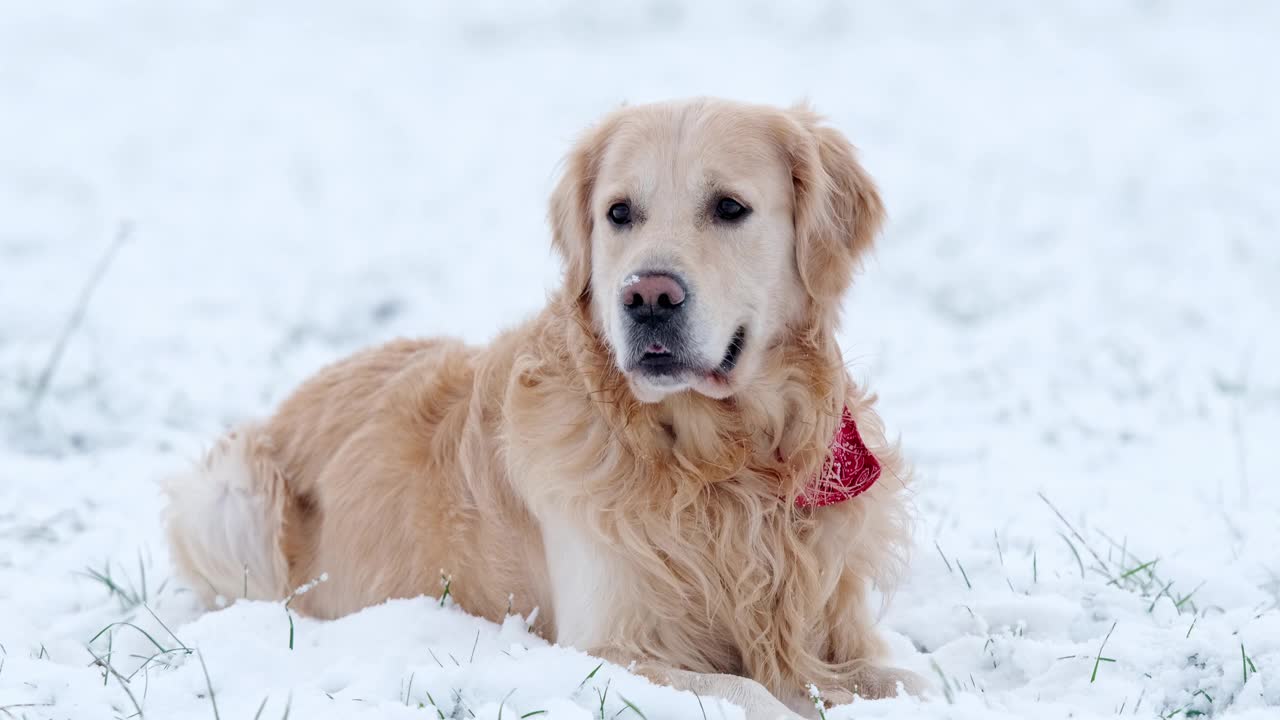 可爱的金毛猎犬躺在雪地里视频素材