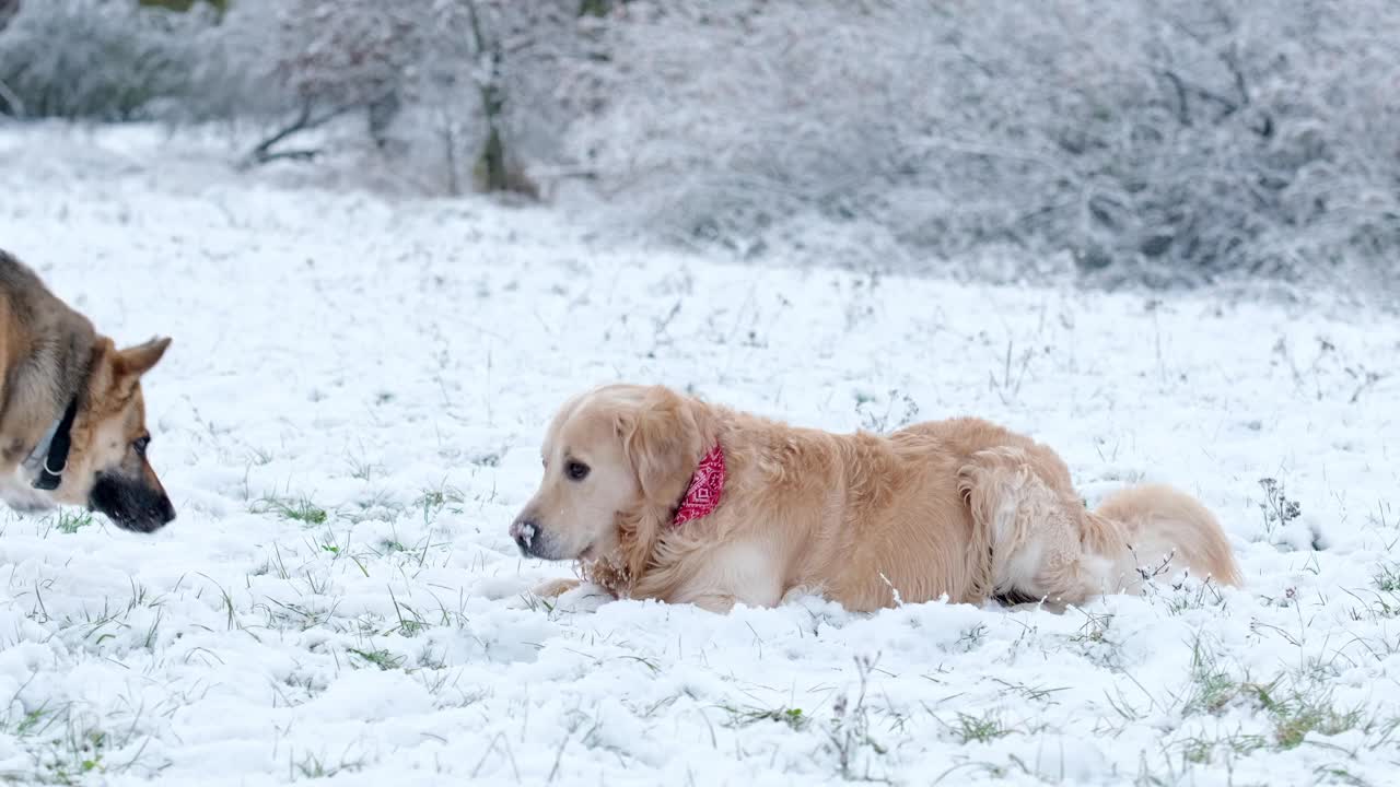 金毛猎犬和德国牧羊犬朋友在雪地上玩耍视频素材