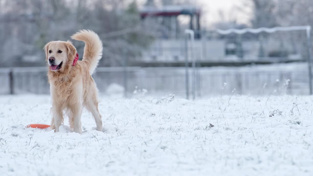 美丽的金毛猎犬在雪地里奔跑视频素材
