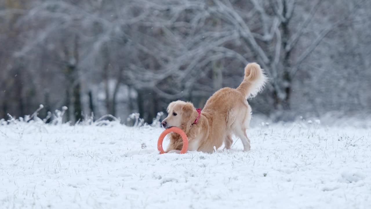 可爱的金毛猎犬在雪地里玩玩具戒指视频素材