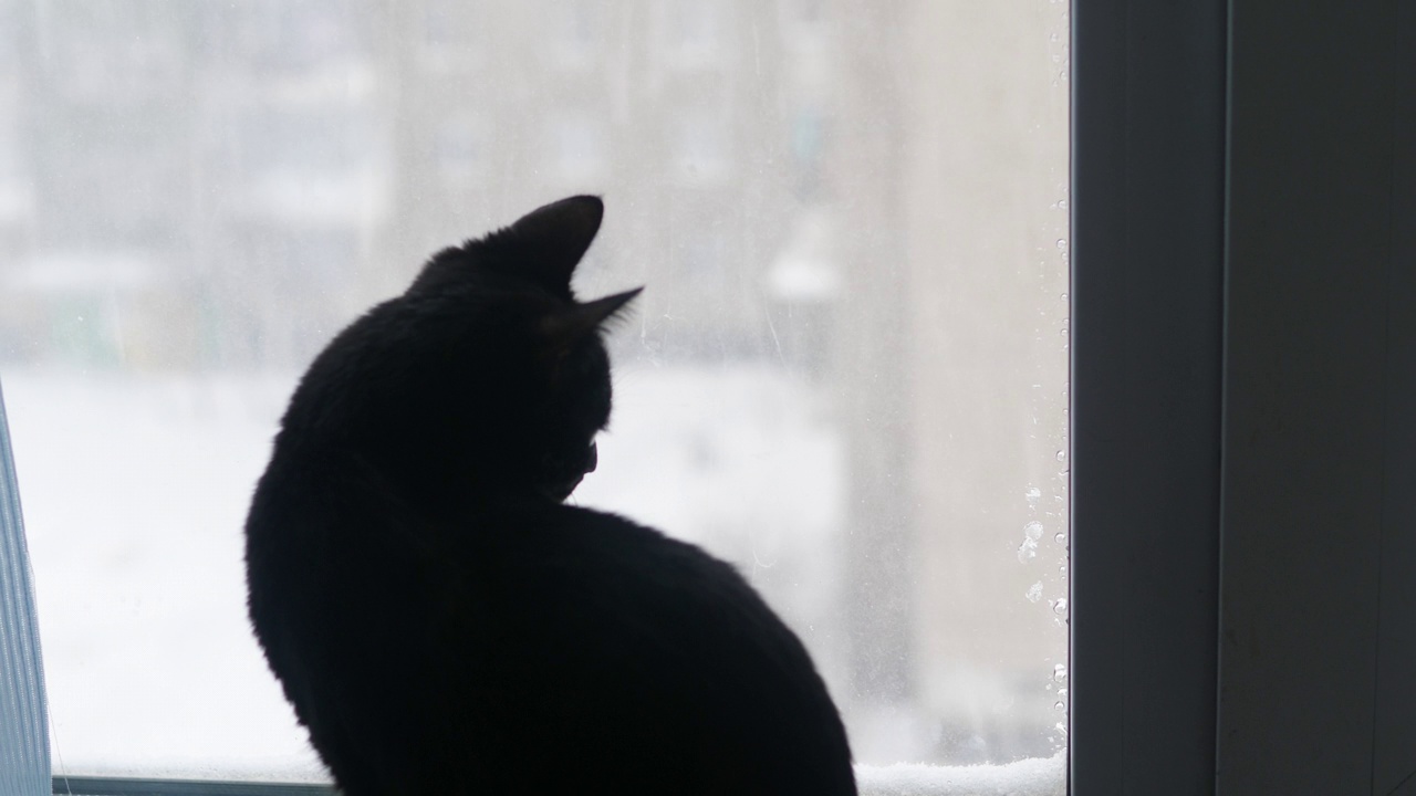 一只黑猫坐在家里的窗台上，望着窗外的雪。宠物概念，猫望着窗外的第一场雪。视频素材