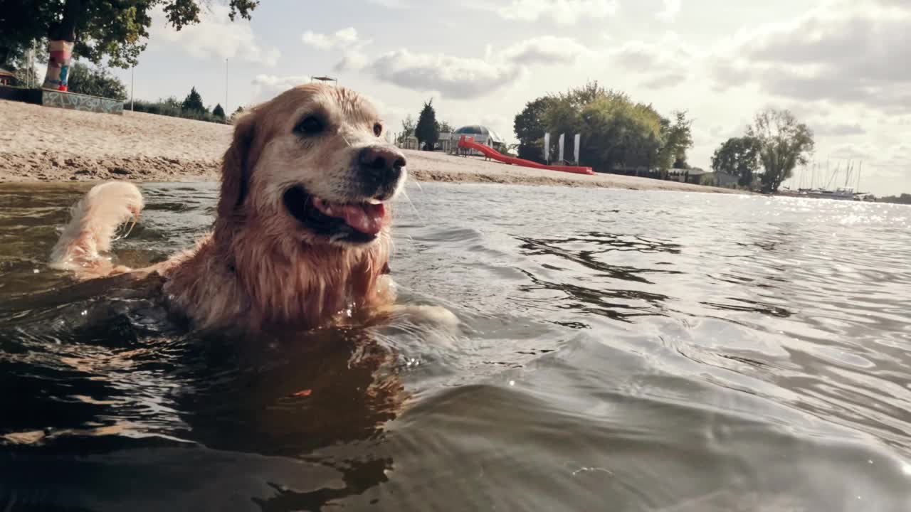年轻的金毛猎犬在水里游泳视频素材