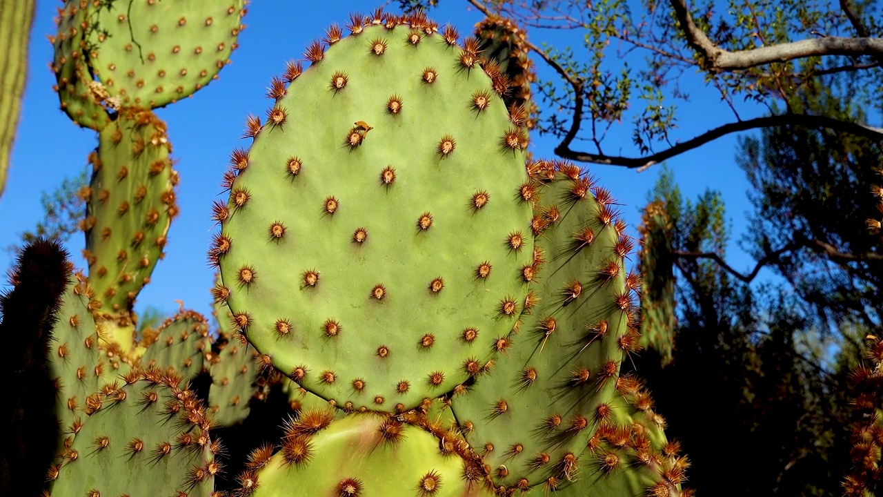 仙人掌长刺带紫色多刺的梨(Opuntia macrocentra)衬着蓝色的天空。美国亚利桑那州视频素材