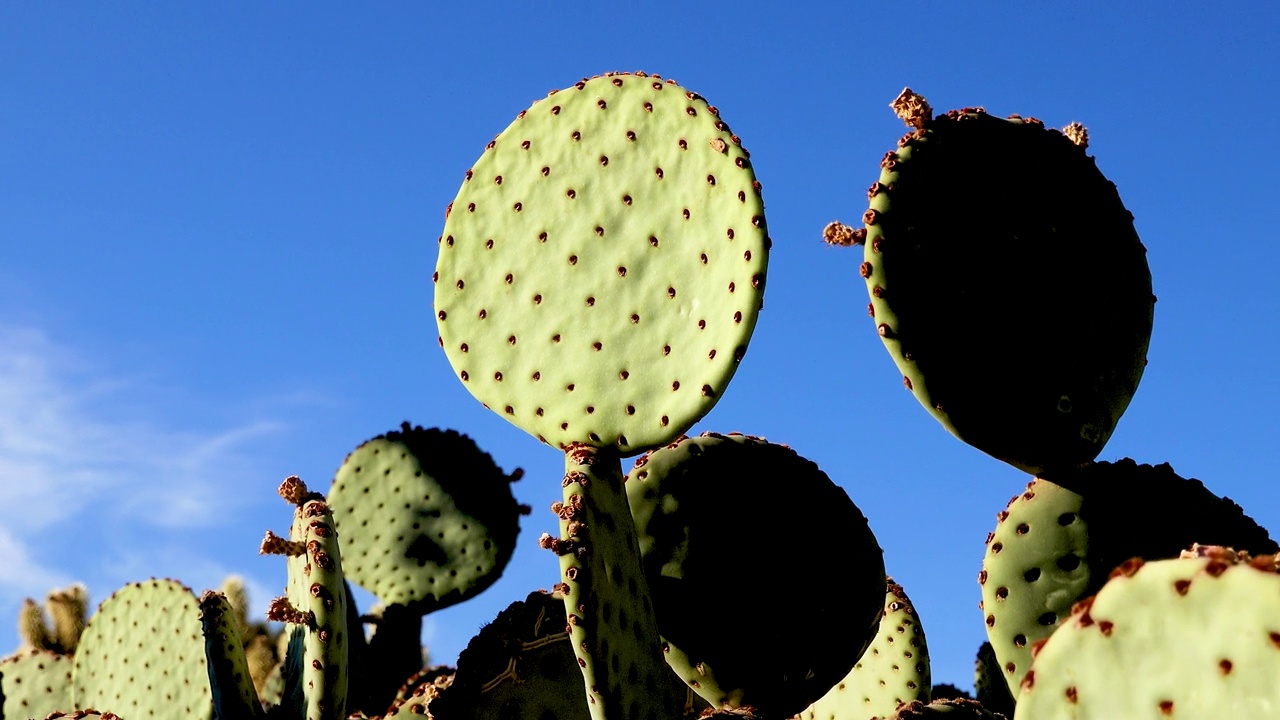 仙人掌长刺带紫色多刺的梨(Opuntia macrocentra)衬着蓝色的天空。美国亚利桑那州视频素材