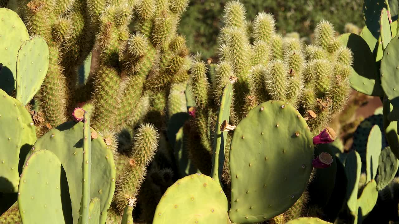 亚利桑那州凤凰城植物园里不同种类的仙人掌视频素材