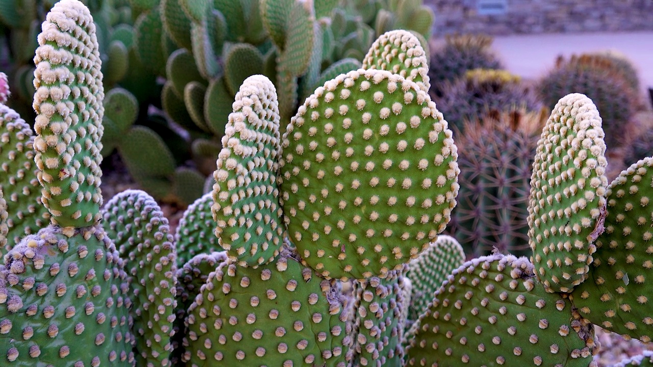 天使的翅膀，兔子的耳朵，波点仙人掌(Opuntia microdasys)在索诺兰沙漠，亚利桑那州视频素材