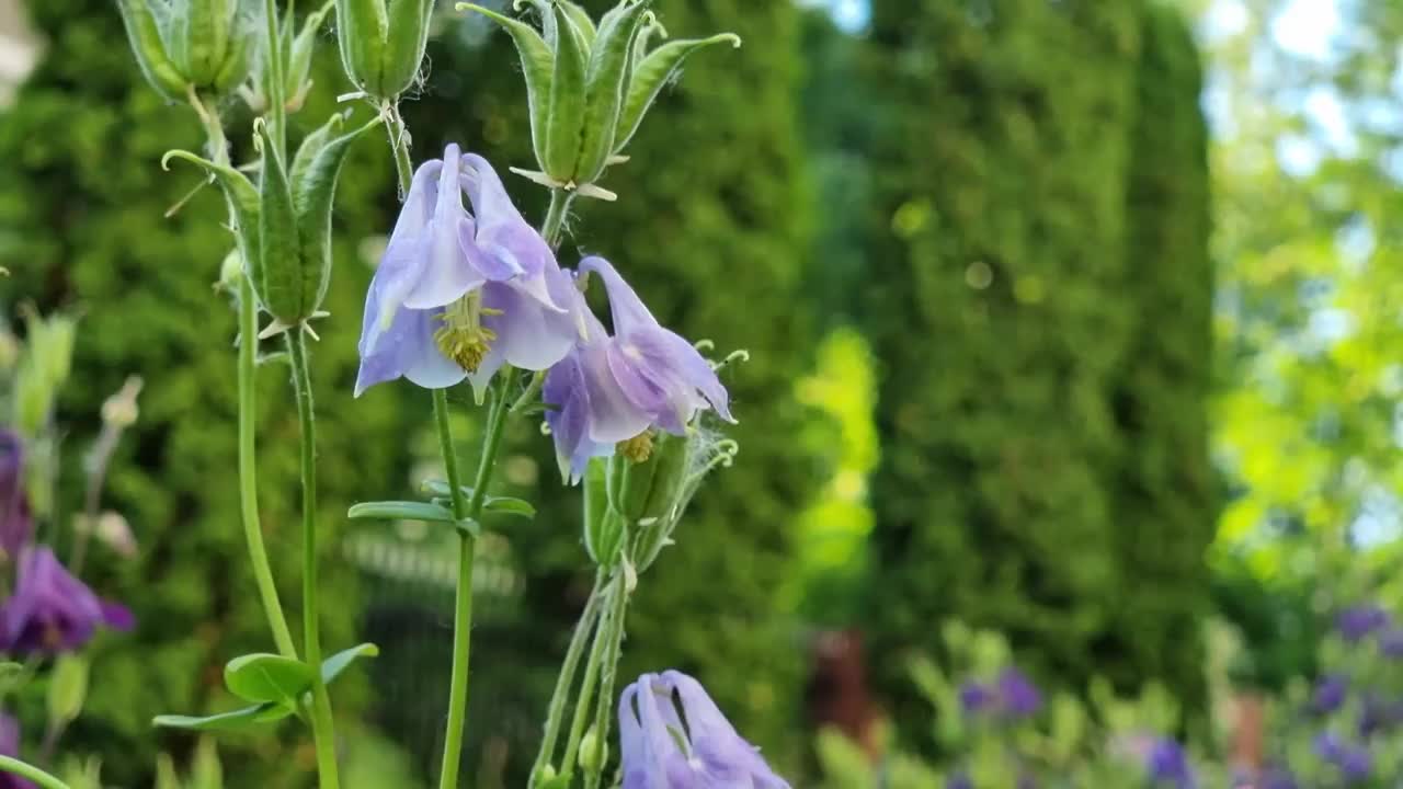 耧斗菜，俗称耧斗菜，是耧斗菜科的一种开花植物。视频素材