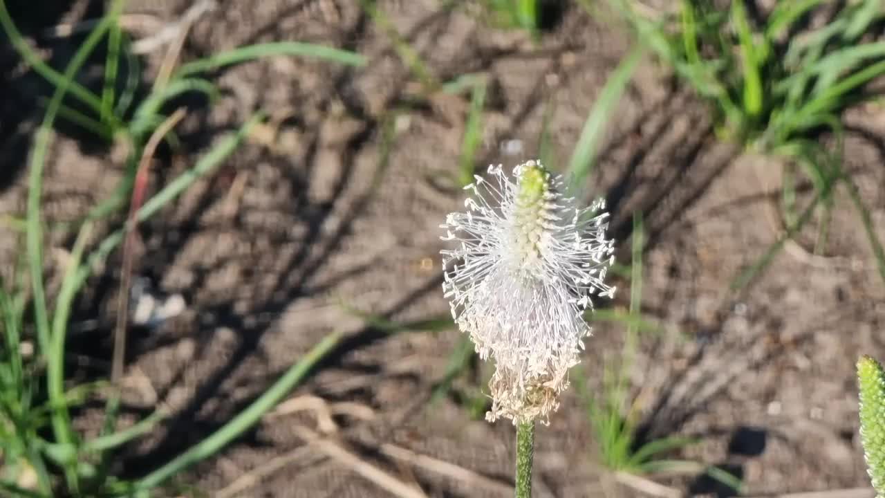 车前草的杉木花在花园的近景。前视图。视频素材