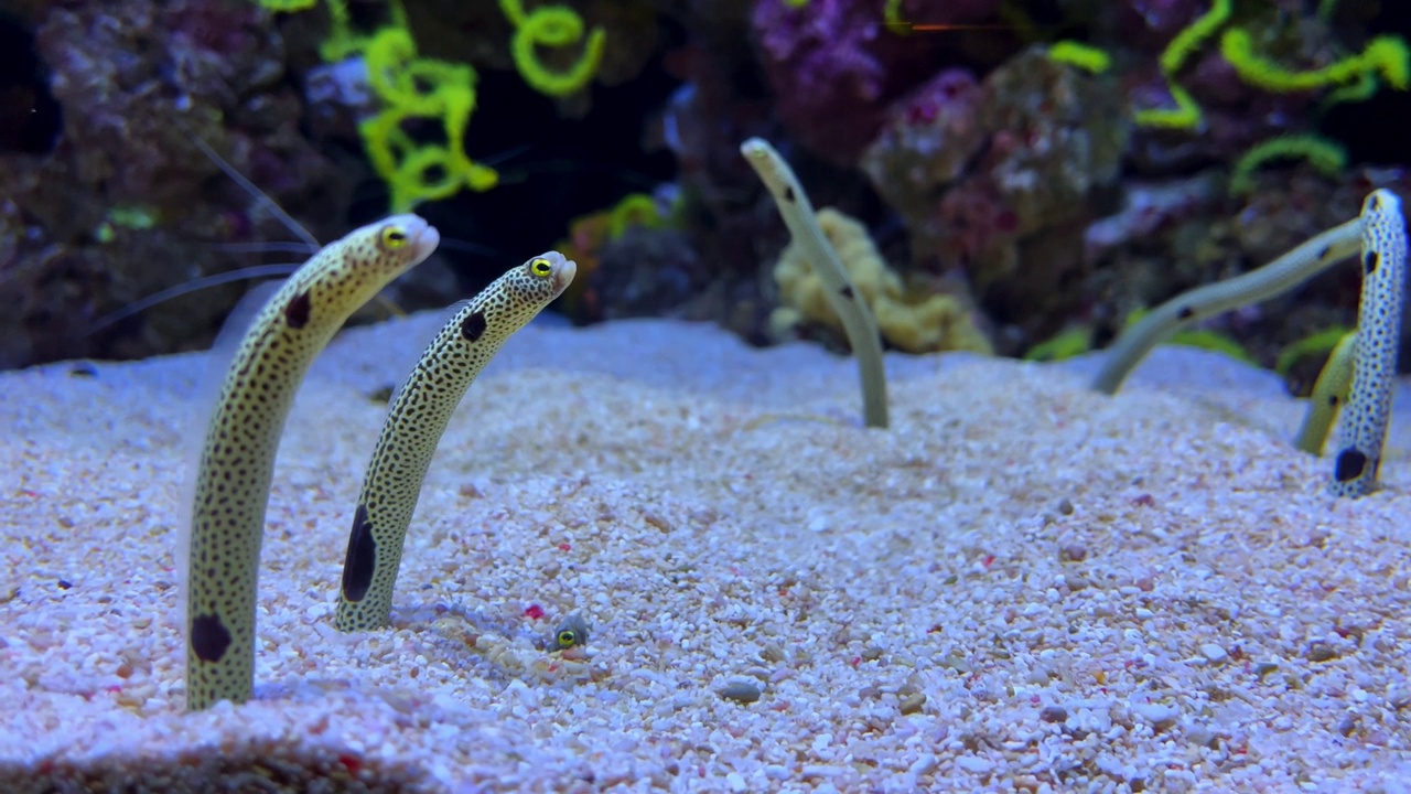 美丽的花园鳗鱼从沙滩上脱落下来视频下载