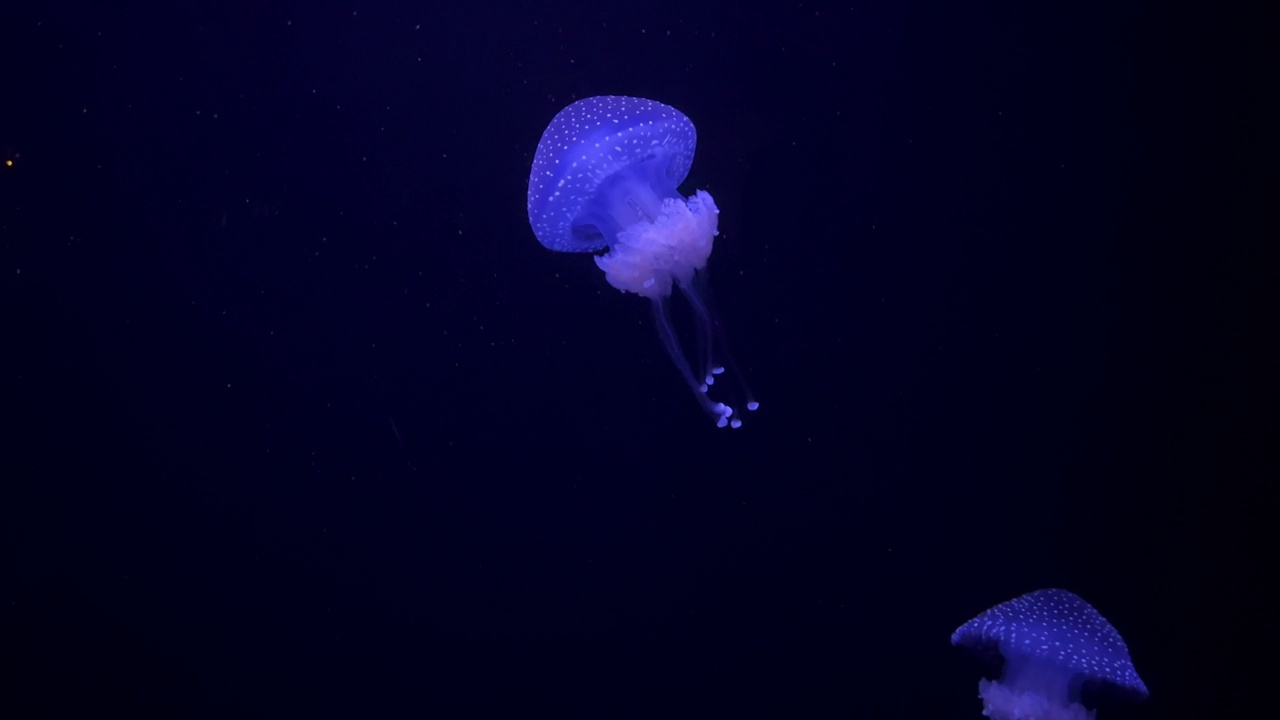 水母在深海中游泳视频素材