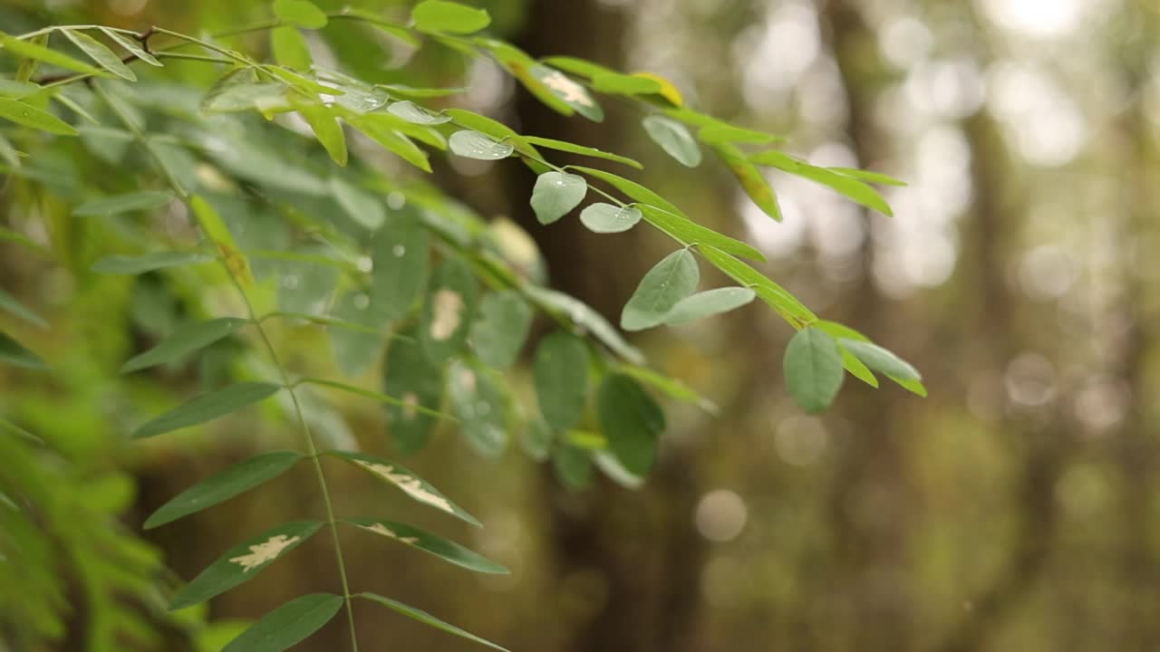 近景:金合欢树的树枝上有鲜绿色的叶子和雨滴。刺槐绿叶上的晨露水珠。洋槐pseudoacacia。自然背景。视频素材