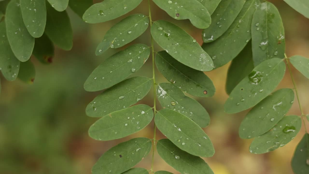 近景:金合欢树的树枝上有鲜绿色的叶子和雨滴。刺槐绿叶上的晨露水珠。洋槐pseudoacacia。自然背景视频素材