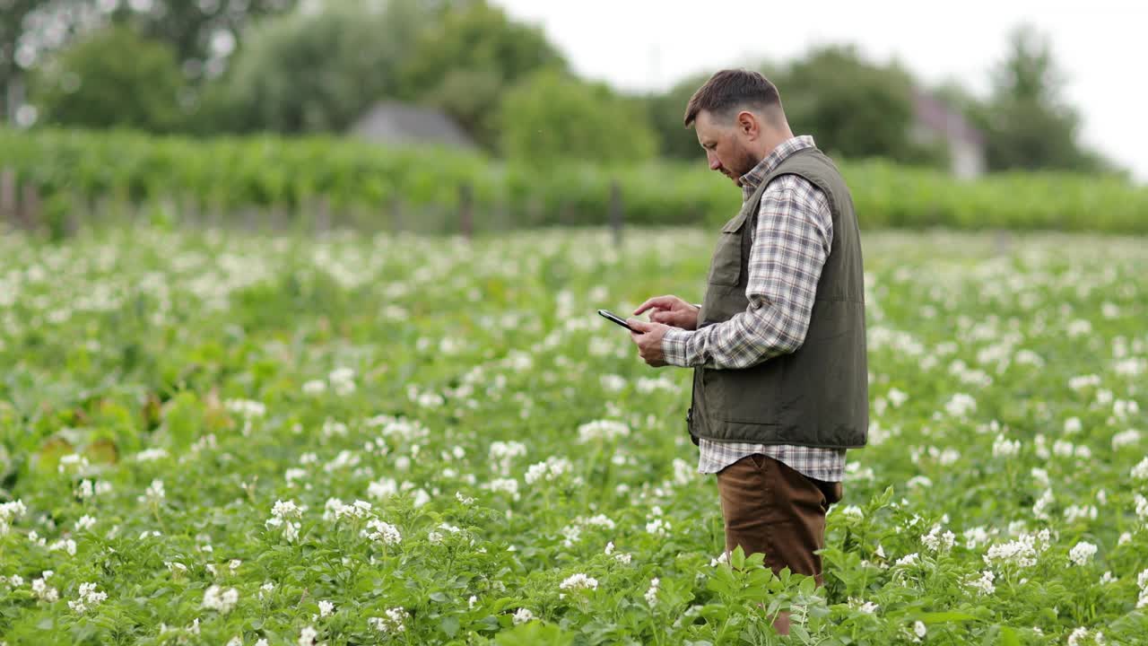 农民或农艺师使用数字平板电脑来分析和检查马铃薯地里开花植物的生长和疾病。智慧农业技术与农业经营理念。视频素材
