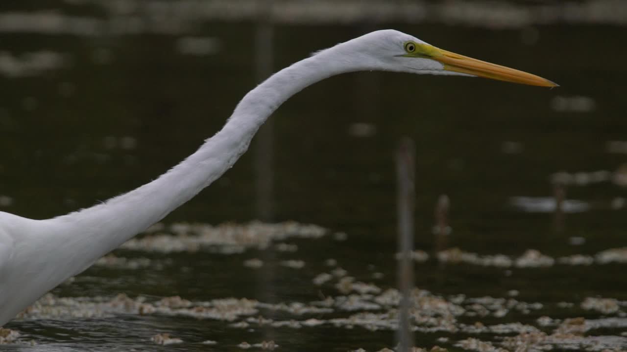 大白鹭(Ardea alba)在沼泽地捕鱼视频素材