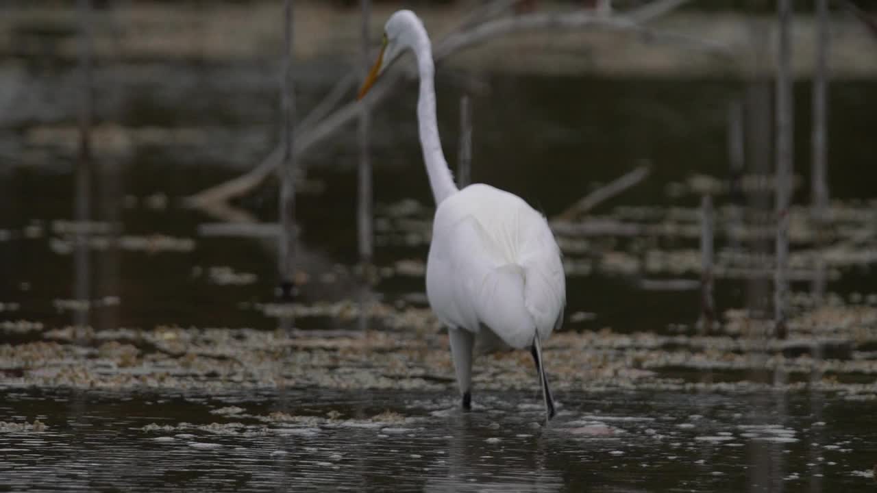 大白鹭(Ardea alba)在沼泽地捕鱼视频素材