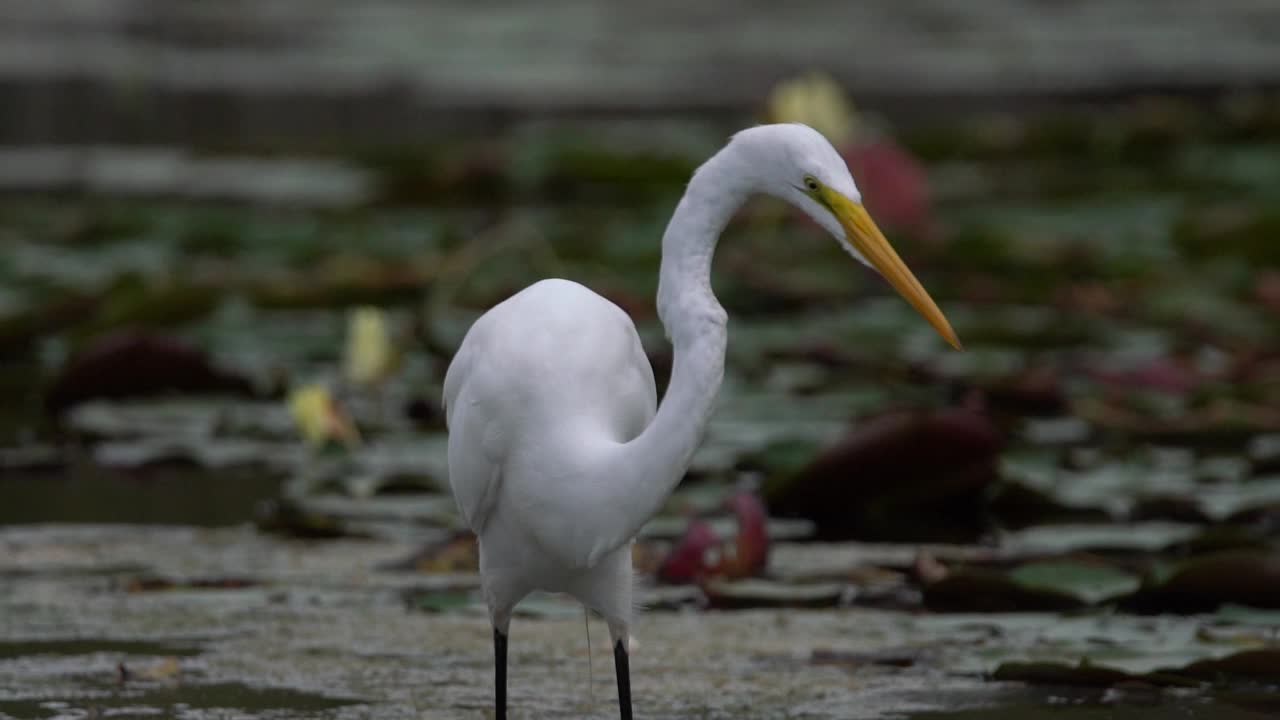 大白鹭(Ardea alba)在沼泽地捕鱼视频素材