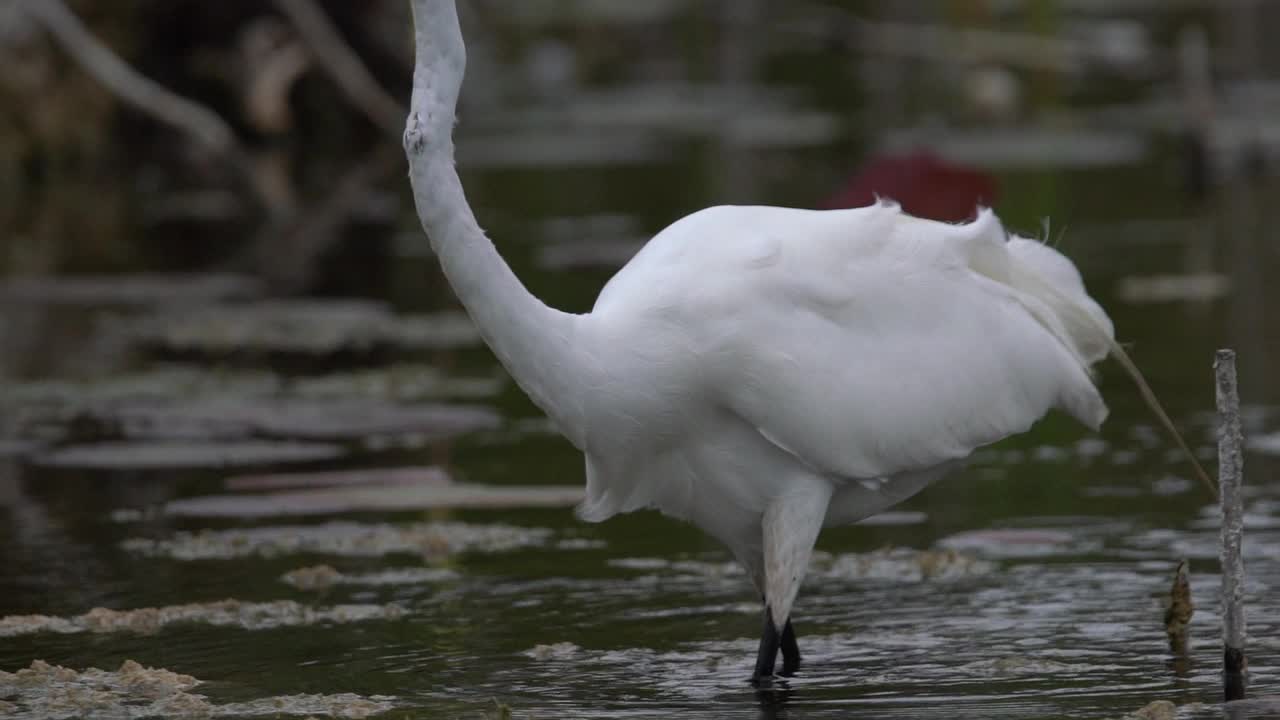 大白鹭(Ardea alba)在沼泽地捕鱼视频素材