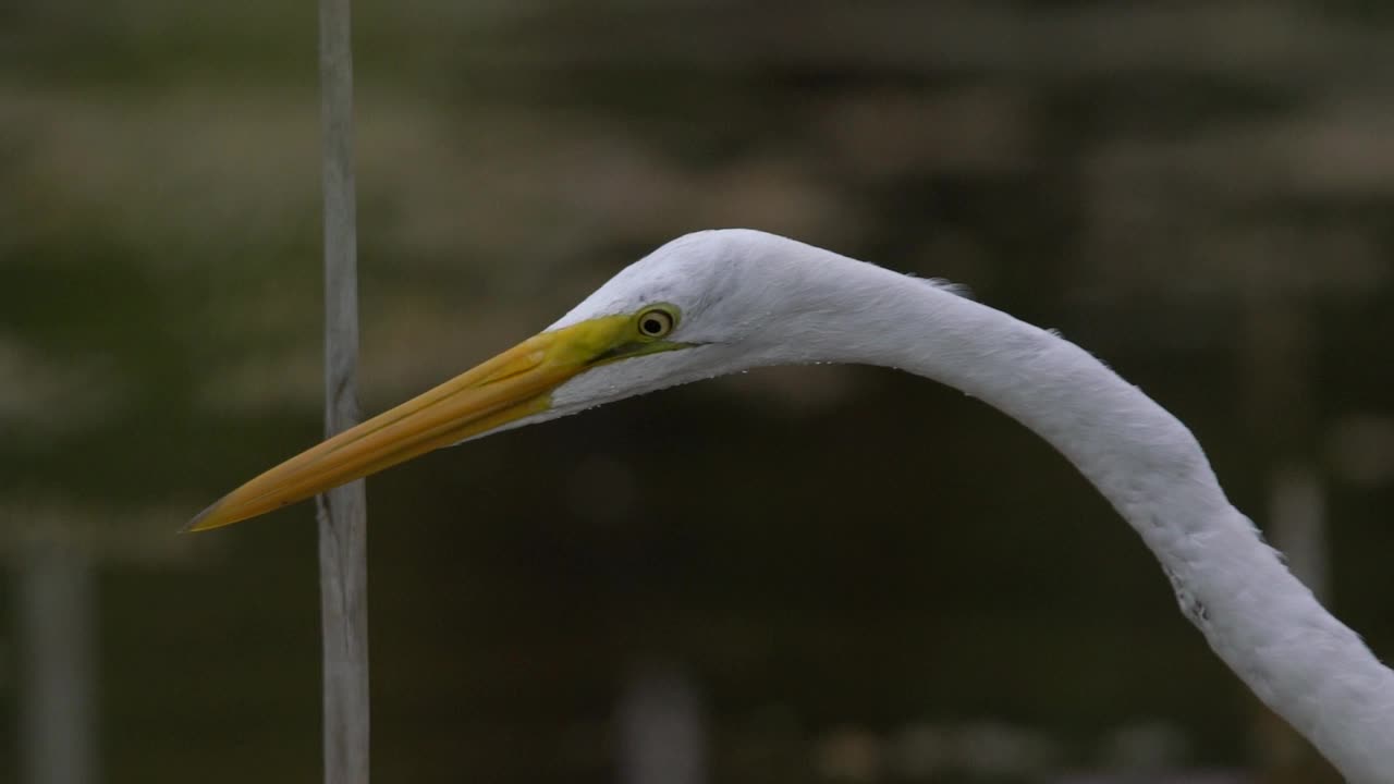 大白鹭(Ardea alba)在沼泽地捕鱼视频素材