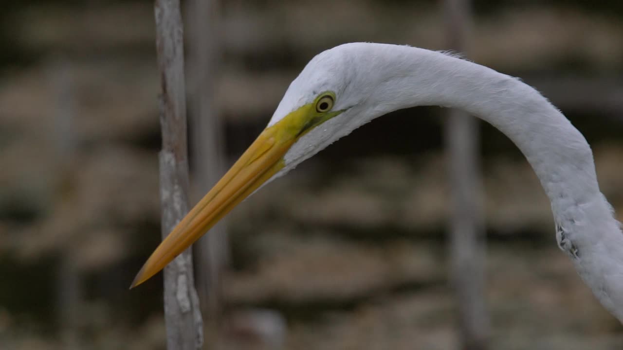 大白鹭(Ardea alba)在沼泽地捕鱼视频素材