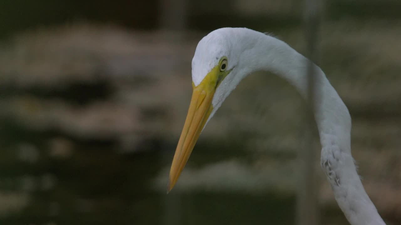 大白鹭(Ardea alba)在沼泽地捕鱼视频素材