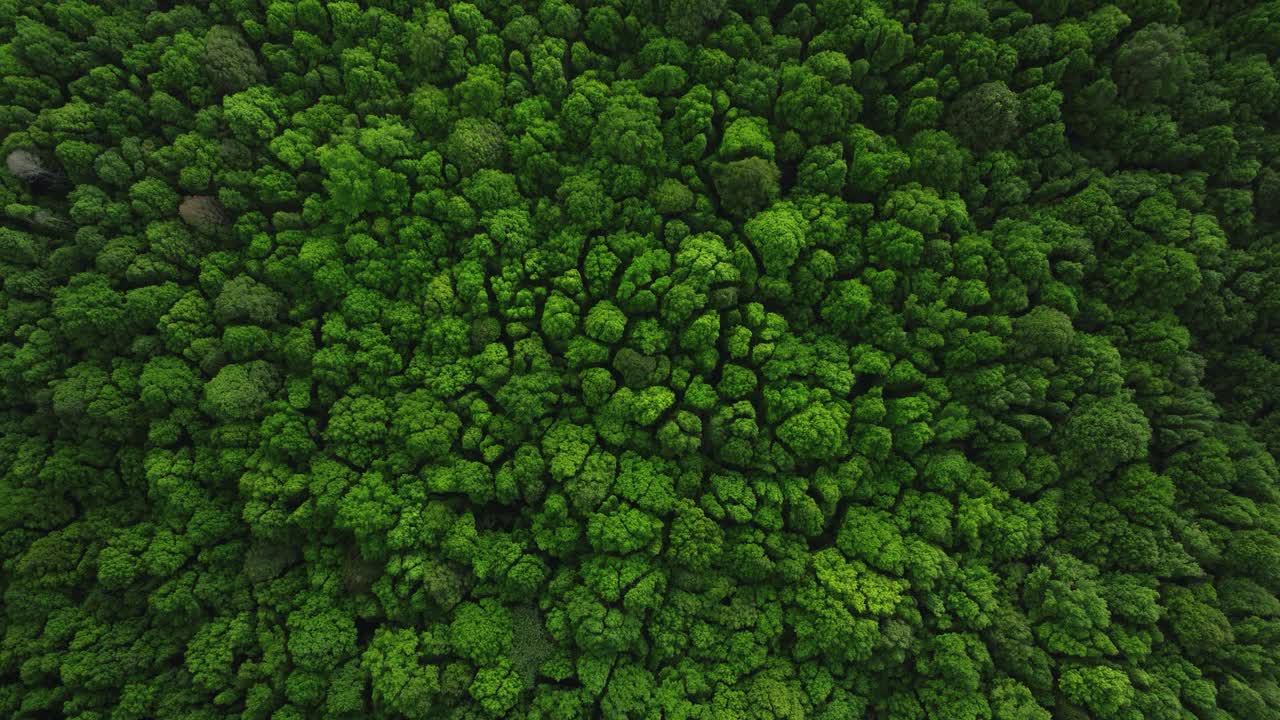 热带森林内部。热带雨林的背景。无人机拍摄的巴厘岛。视频素材