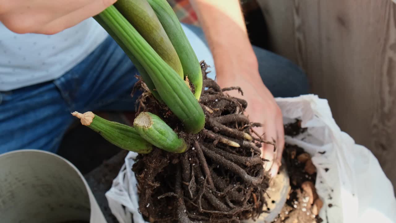 将家庭盆栽植物三蜜莲移栽到新的盆栽中。唤醒室内植物。在新的土地上重新种植，男性双手呵护热带植物，可持续性和环境视频素材