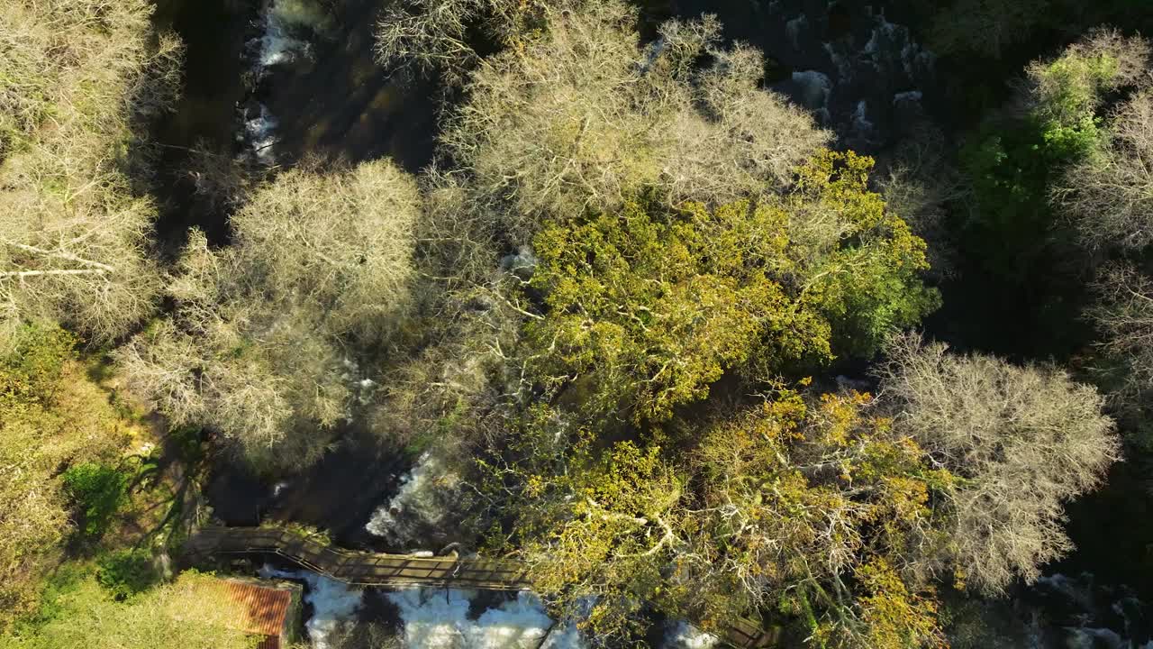 西班牙卡斯特里斯，阳光明媚的一天，树木之间的木桥。-空中俯瞰，下降射击视频素材