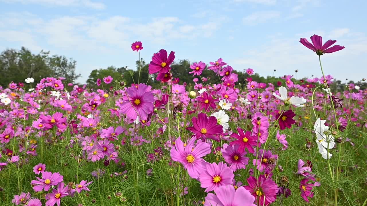 美丽的粉红色宇宙花在风中摇曳视频下载