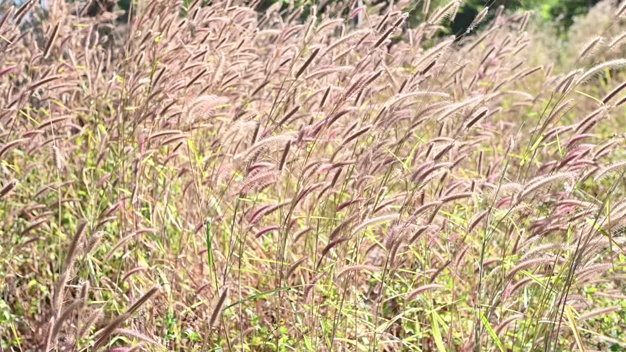 草地上的花
像波浪一样在微风中摇摆。视频下载