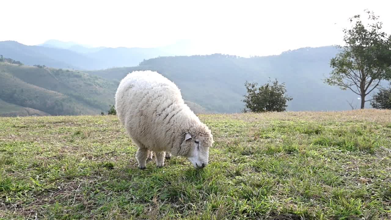 羊在山上的草地上吃草视频下载